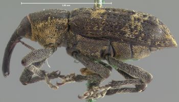 Media type: image;   Entomology 5258 Aspect: habitus lateral view